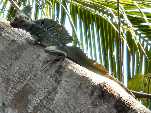 Basilisk