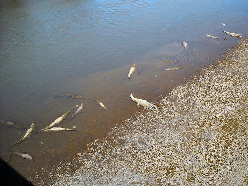 Krokodile am R&iacute;o T&aacute;rcoles