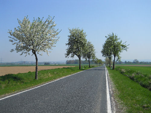 Kirschbl&uuml;te bei Sehlde