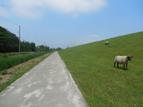 Schaafe auf'm Weser-Deich