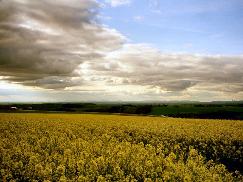 Rapsbl&uuml;te in Westfalen