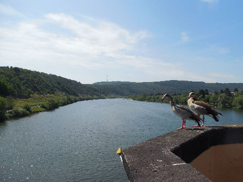 Mosel in Koblenz