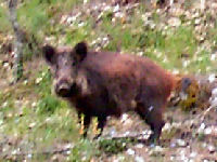 ein Wildschwein