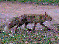 ...und der Fuchs