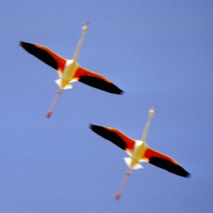 Flamingos