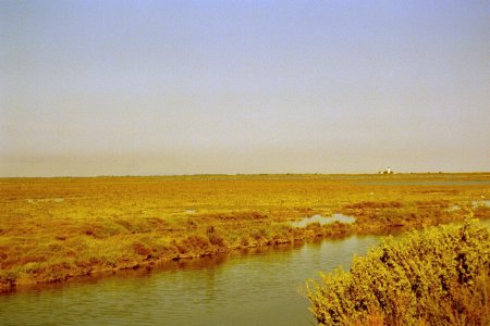 Auf dem Digue in der Camargue