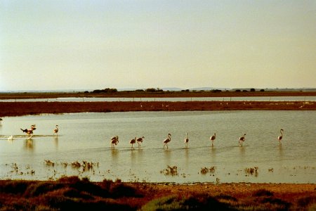 Flamingos