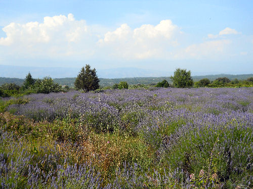 Lavendel auf Hvar