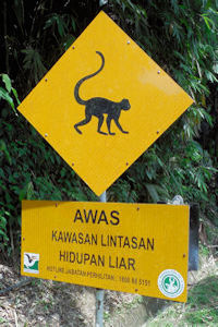 Vorsicht Gegend, in der Wildleben kreuzt