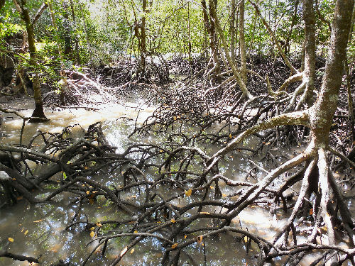 Bootstour durch die Mangroven