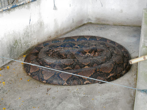 In der Schlangen-Farm im Schlangen-Tempel
