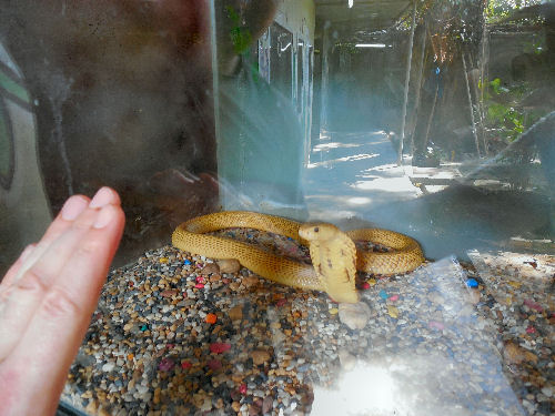 In der Schlangen-Farm im Schlangen-Tempel
