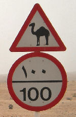 Camels