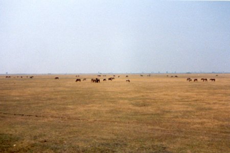 Weites Grasland bei Chişineu Criş