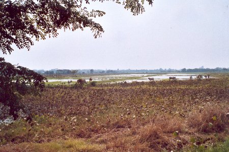Reisfelder
