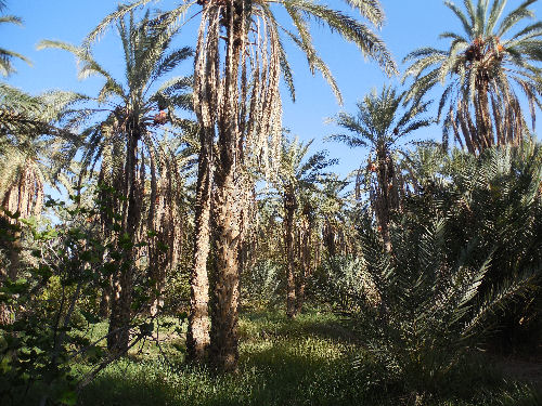 Palmeraie bei Tozeur